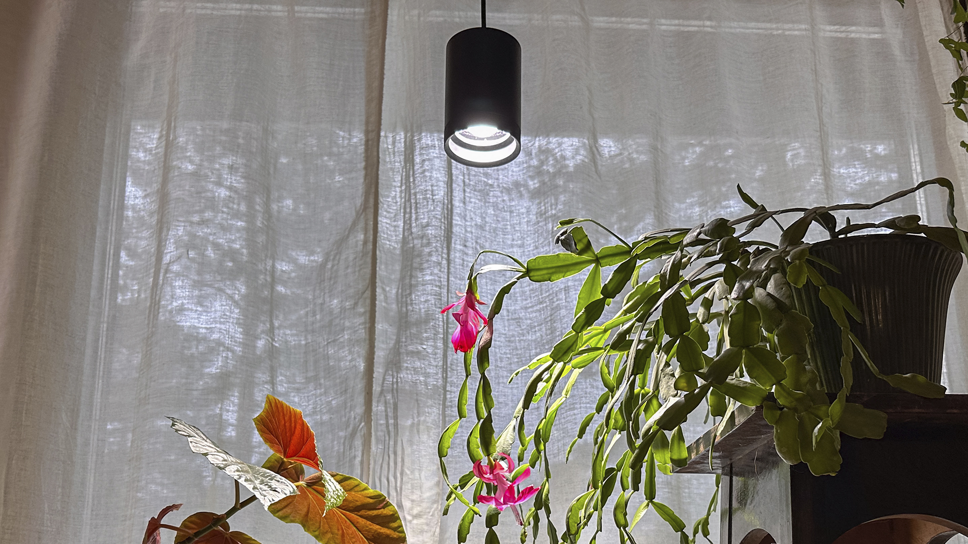 Plantlight_2 - LedStore Grow light and flowering plants