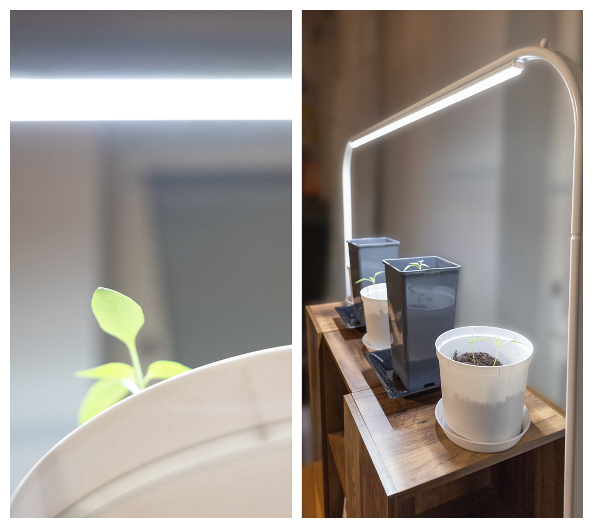 Seedlings near light collage 2 - LedStore Vasen kuva: Lähikuva pienestä vihreästä versoesta valkoisessa ruukussa kirkkaan valon alla. Oikea kuva: Kolme ruukkukasvia nauttimassa kaarevan LED-kasvivalon loisteesta puuhyllyllä, kukoistaen valkoisissa ruukuissaan.